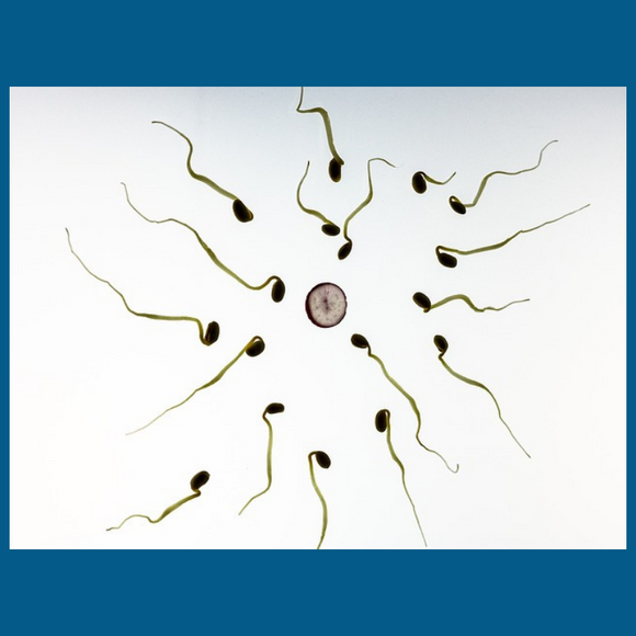 It's Our Fertilized Eggs That They Want