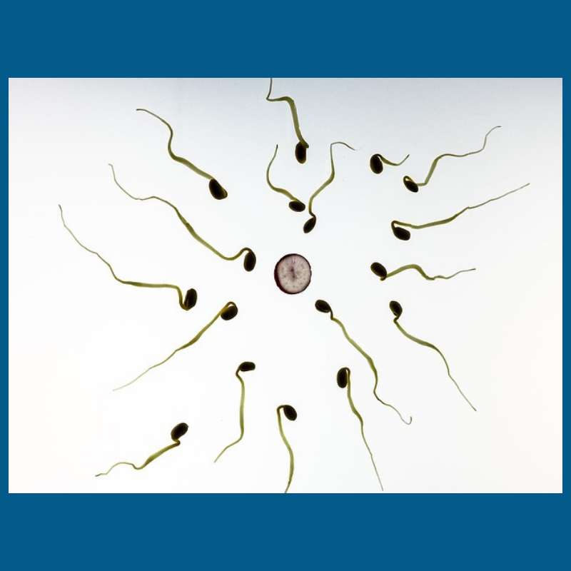 It's Our Fertilized Eggs That They Want